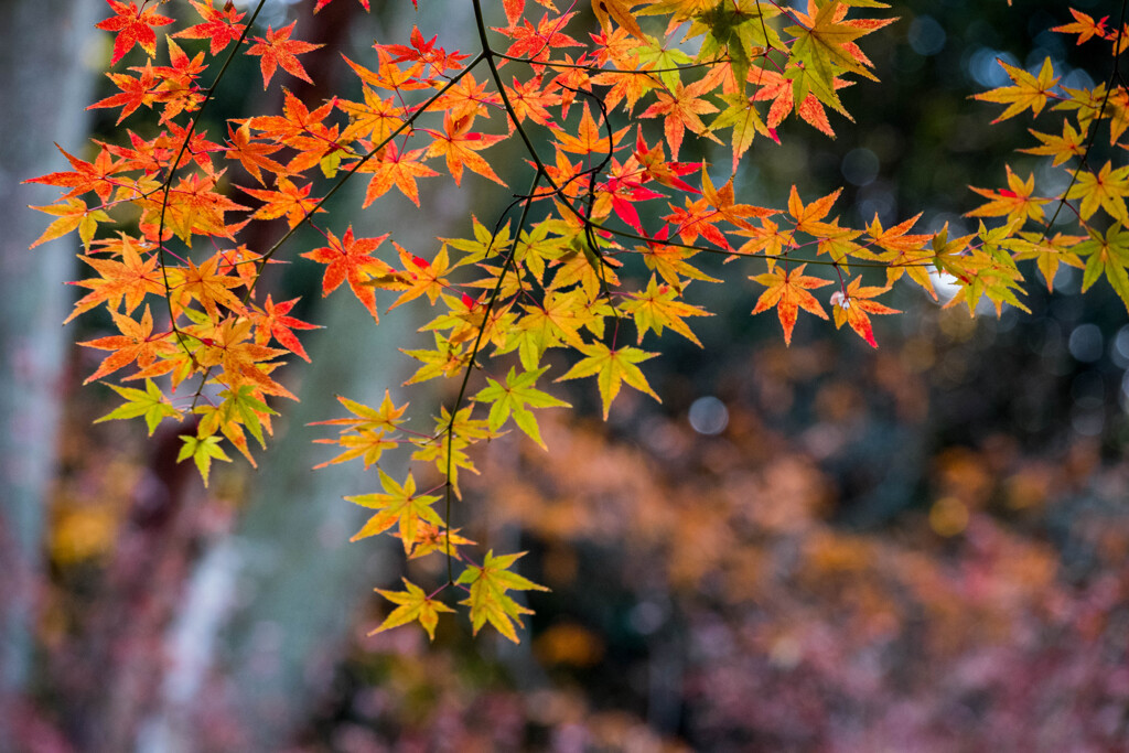 この色は、冬の紅葉