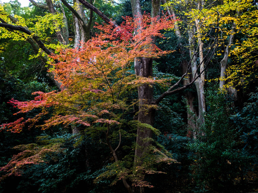晩秋のグラデーション