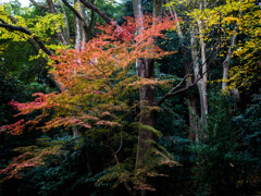 晩秋のグラデーション