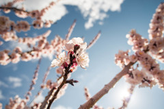 桜は、まだかいなぁ～っ♪