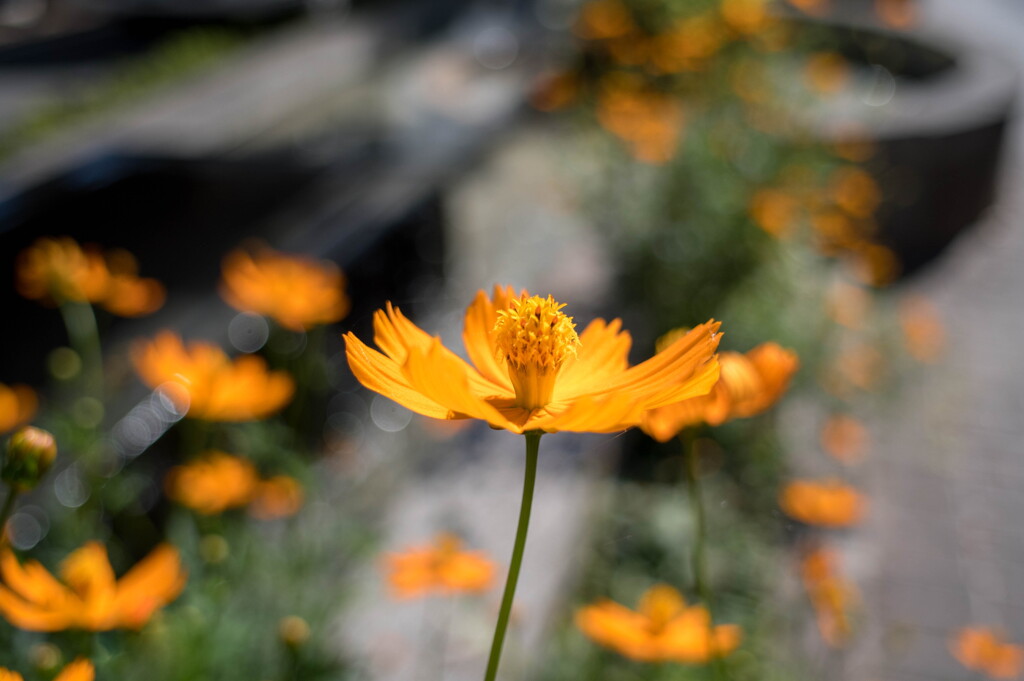 キバナ･･夏花？秋の花？