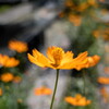 キバナ･･夏花？秋の花？