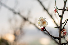 春一番？　今日は強風だった・・