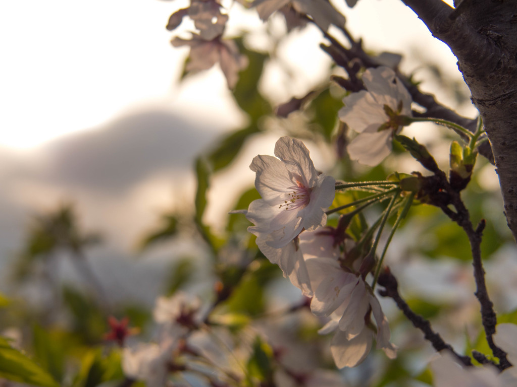 哀愁の時、夕景に終焉桜