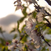 哀愁の時、夕景に終焉桜