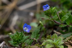 早や、春を告げる花‥オオイヌノフグリ