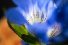 青く燃える・・花