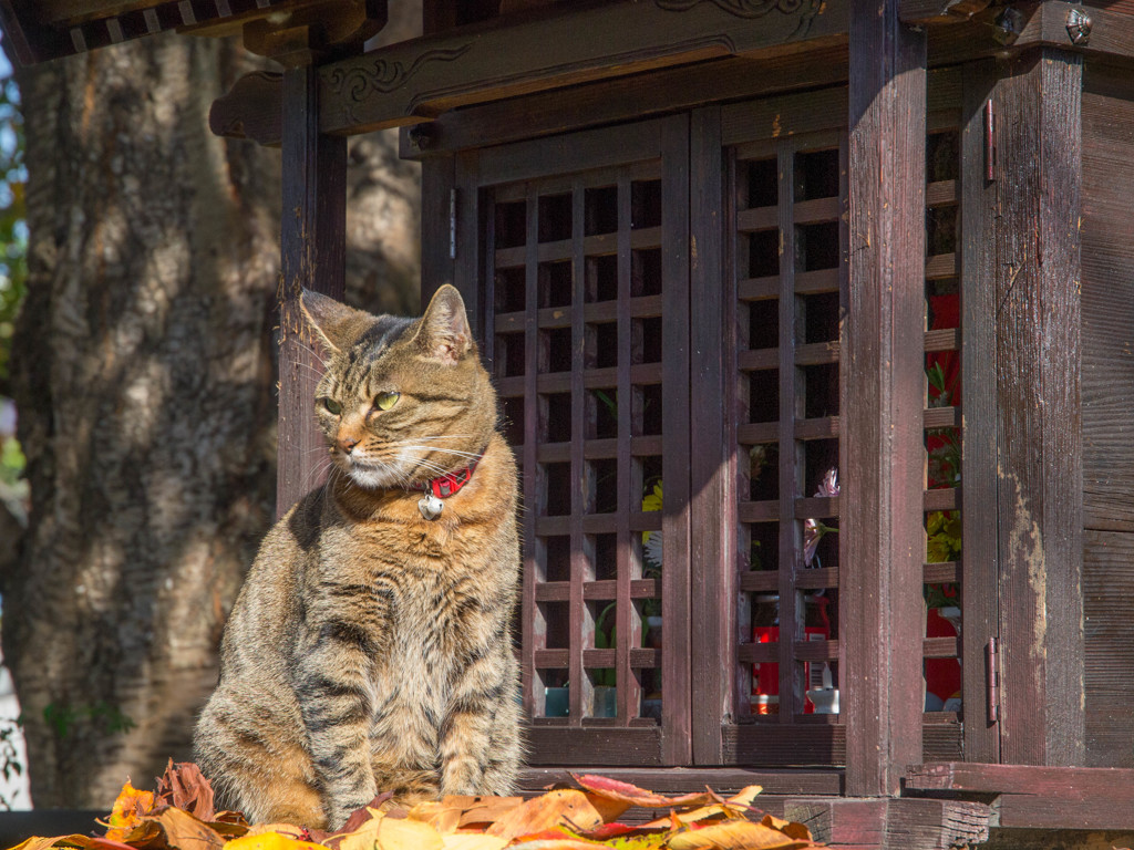 ガードニャン・・狛猫(⌒▽⌒)b