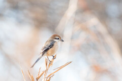 冬色・・枯草と百舌鳥