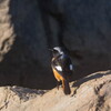 陽射しは、もう「春」‥ジョウビタキ