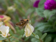 夏も盛りを過ぎて・・