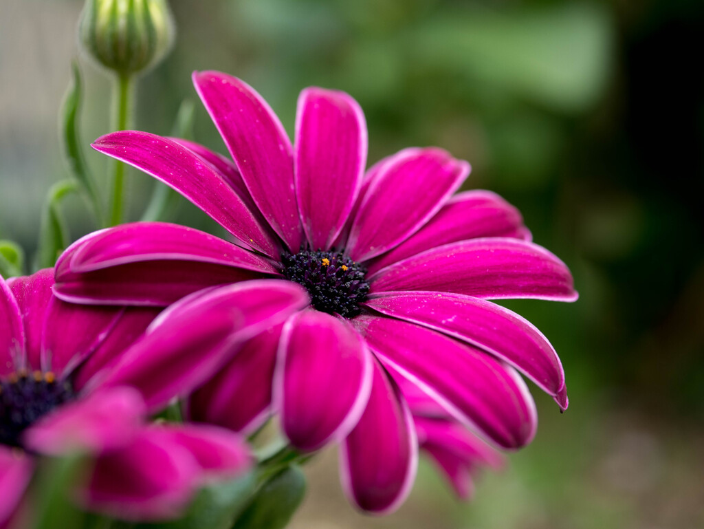 フォーサーズの日は、春の花‥