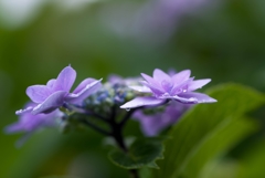 潤う‥紫陽花