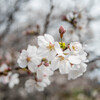 さくらウイーク・・ソメイヨシノ