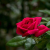 暑さを癒す、赤い薔薇・・