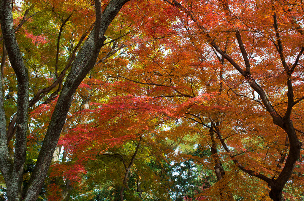 (-^〇^-)b 普通に紅葉・・です（笑）