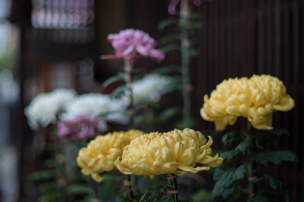 街は、どこもかしこも菊だらけ・・