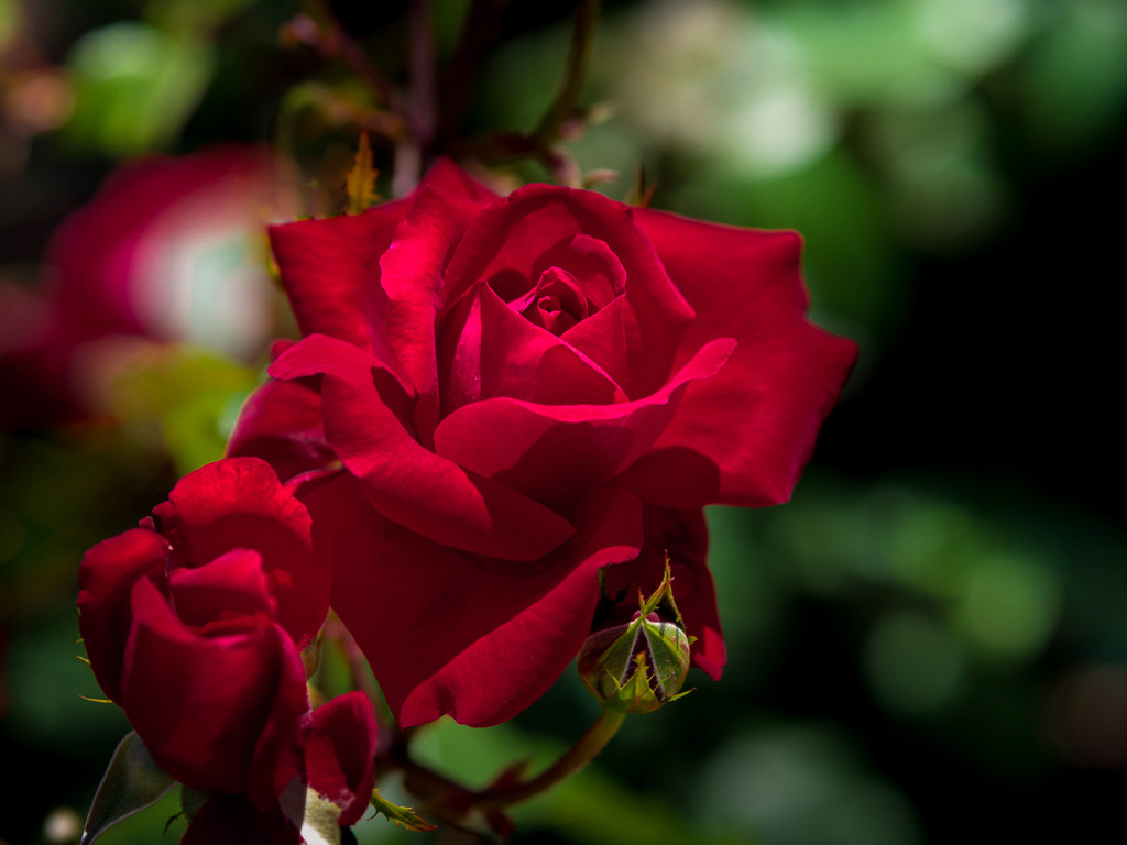 季節来たりて、薔薇 鮮やかに・・
