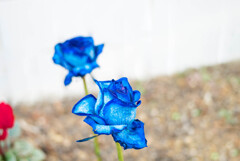 ウインターブルー・・バラ