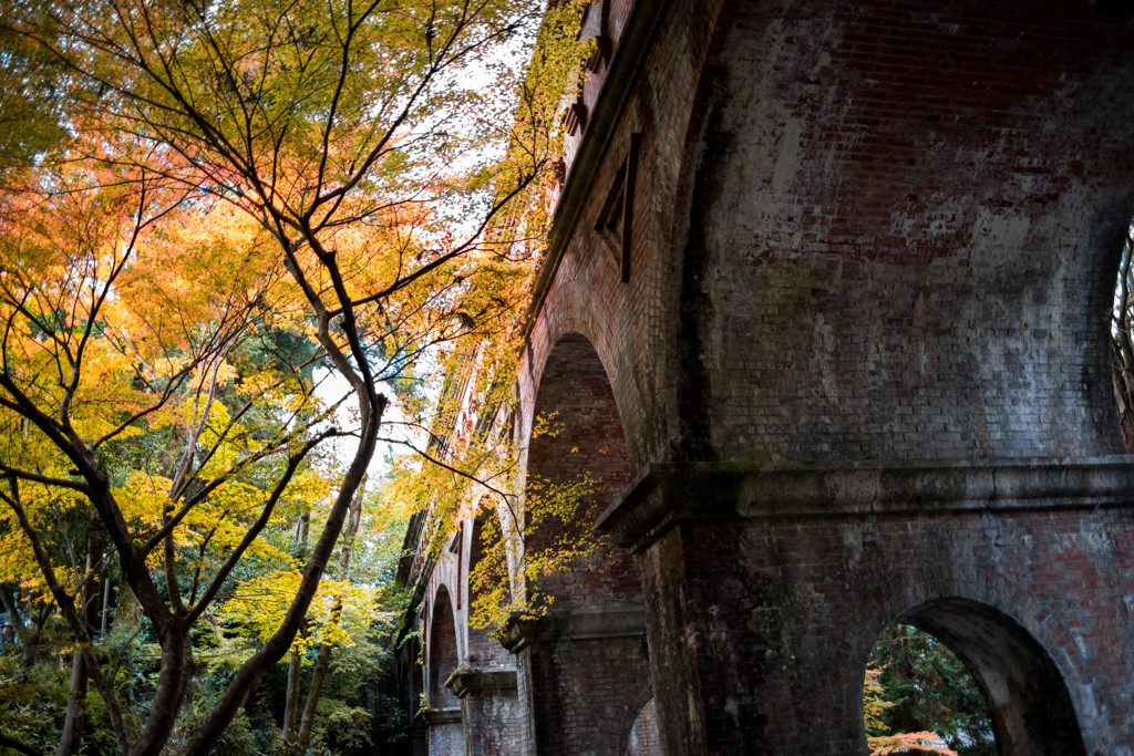 黄葉も紅葉