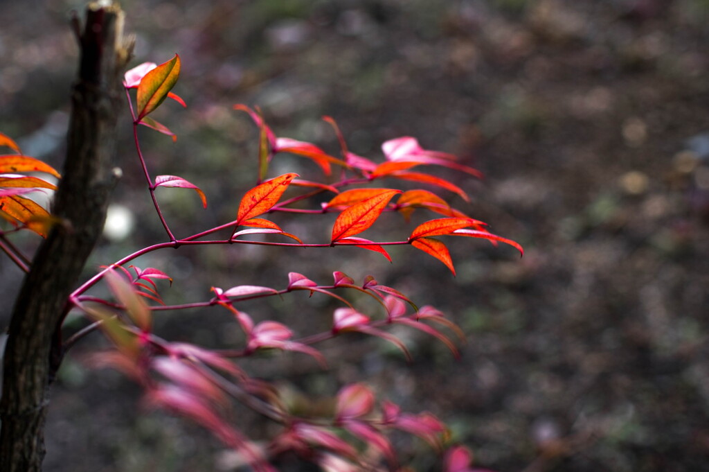真冬の紅葉･･古木ナンテン