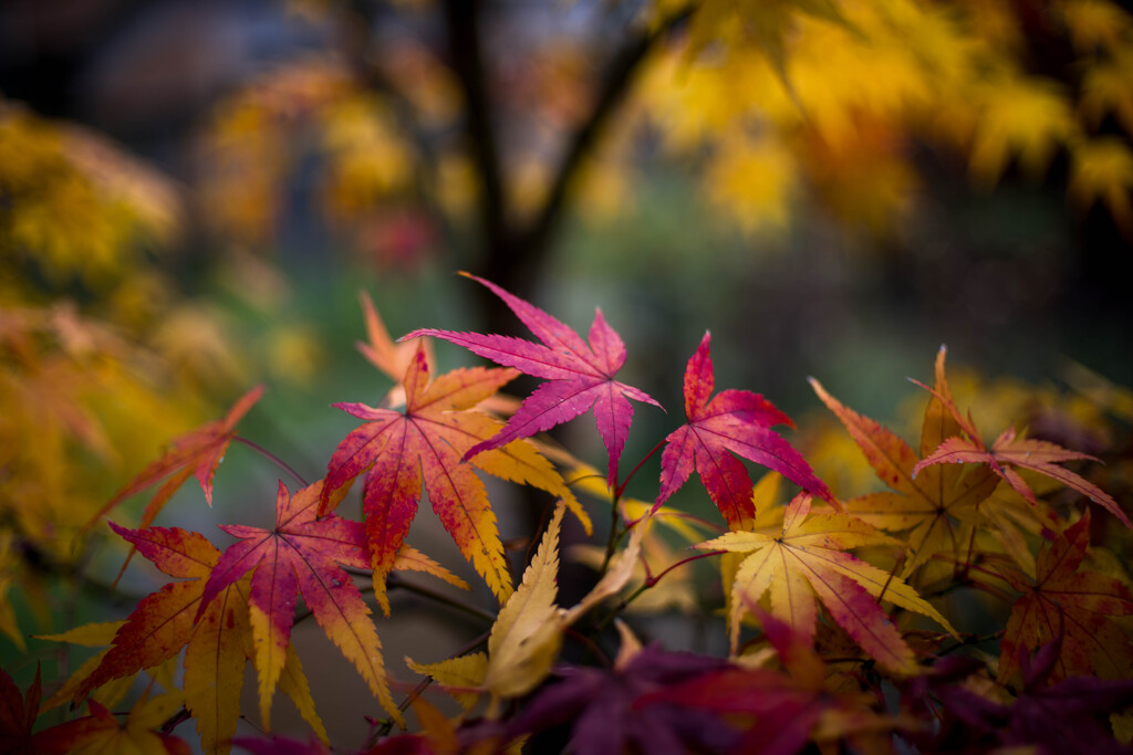 晩秋カラー‥もみじ