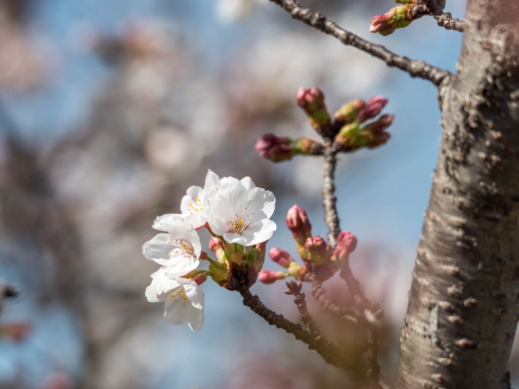 勝利にわくっ、桜咲くっ･･