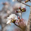 勝利にわくっ、桜咲くっ･･
