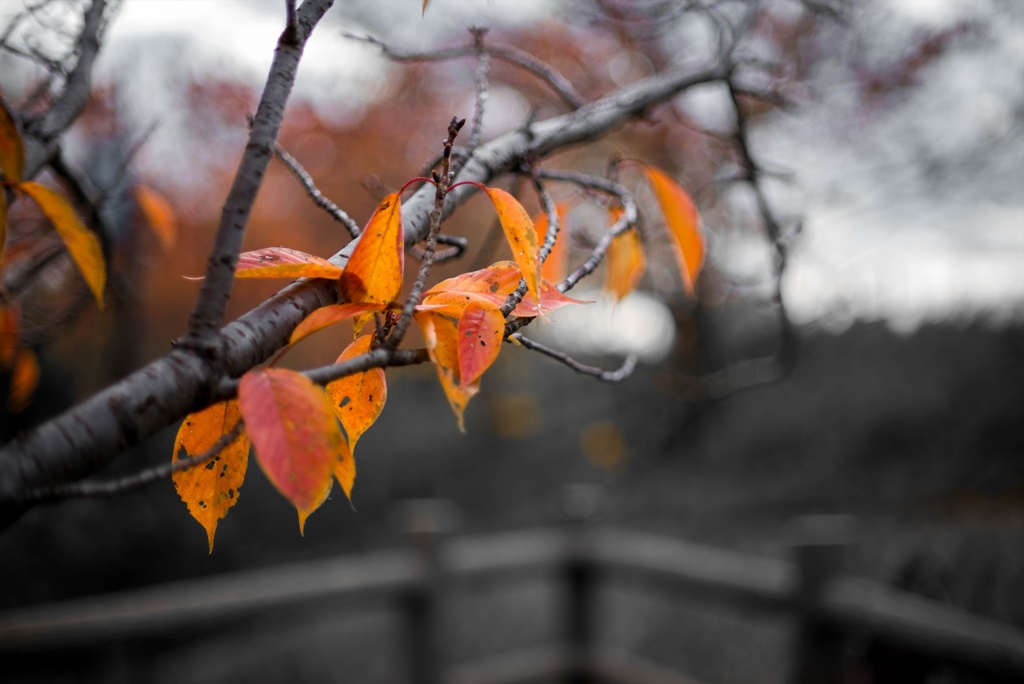 冬ざれて‥12月