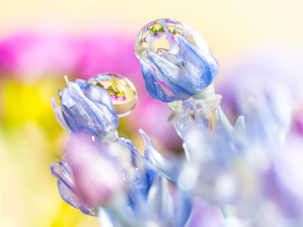 春雨じゃぁ～っ、ぬれてみよ～っ・・　
