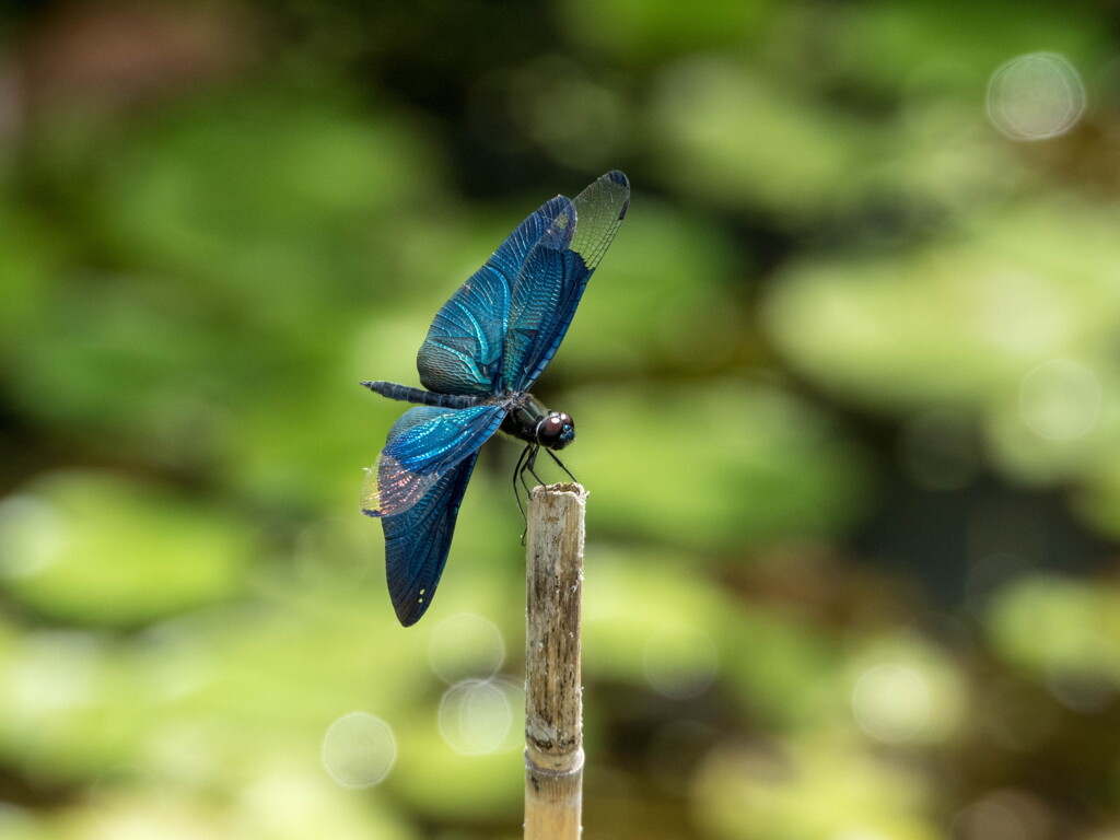 盛夏の彩り・・チョウトンボ