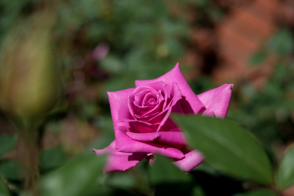 路傍の彩り・・秋の薔薇