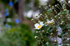 秋を名のる花・・