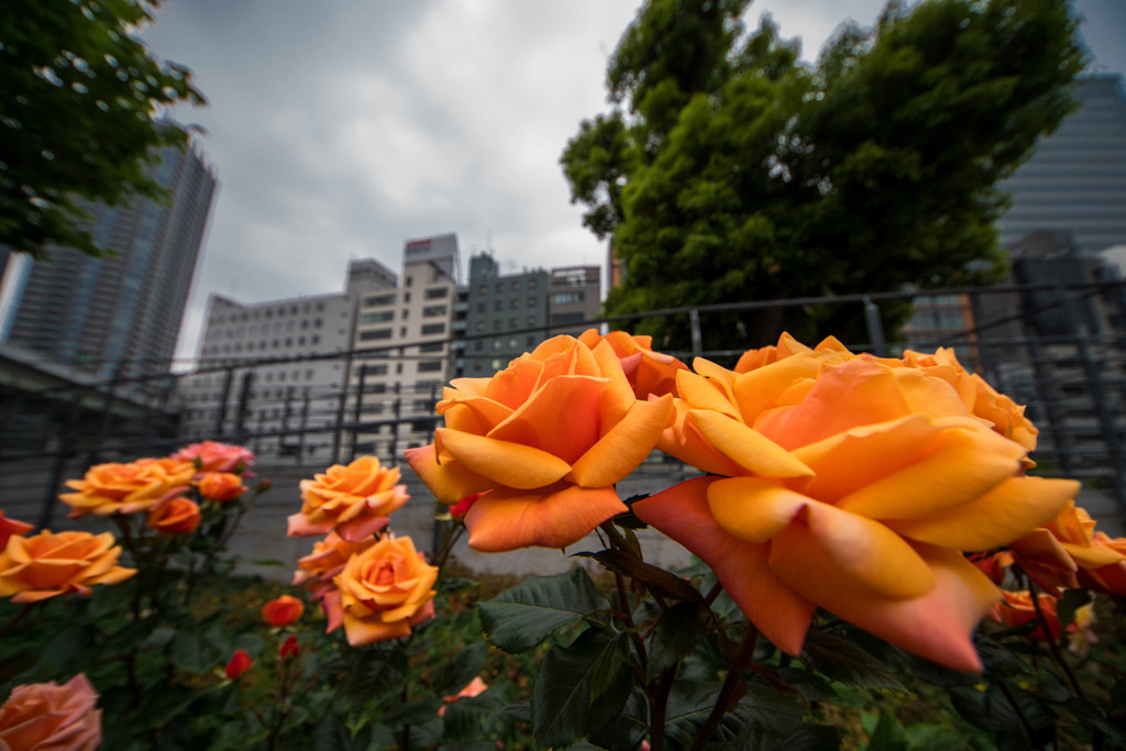 湿気っと曇天‥でも、薔薇満開