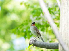 赤のネクタイ、初夏モード