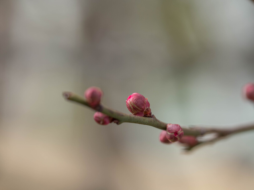 春遠からじ・・梅ふふむ