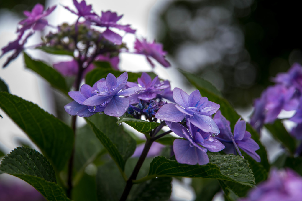 雨に潤う‥梅雨の花