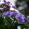 雨に潤う‥梅雨の花