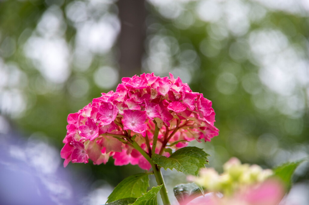 雨がお似合い･･紫陽花