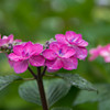 予行演習‥雨の紫陽花