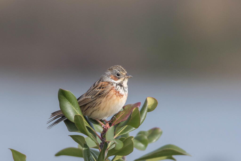 春の陽射しが眩しくて‥ホオアカ