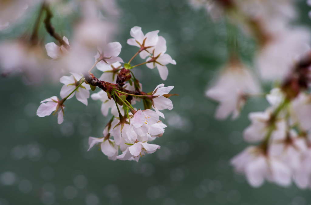 散る花の印象　光なく寂しく・・