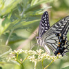 初夏美人‥キアゲハ