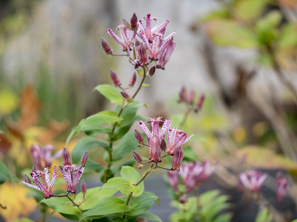 鳴かぬ・・ホトトギス