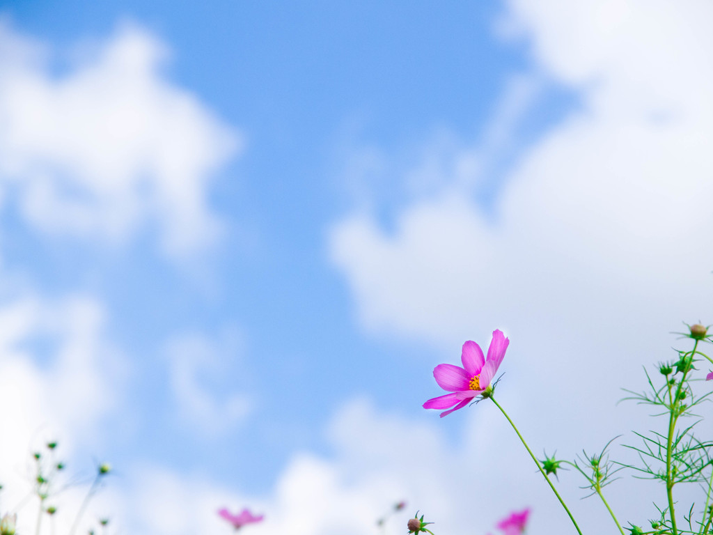 やっと戻った秋の空・・