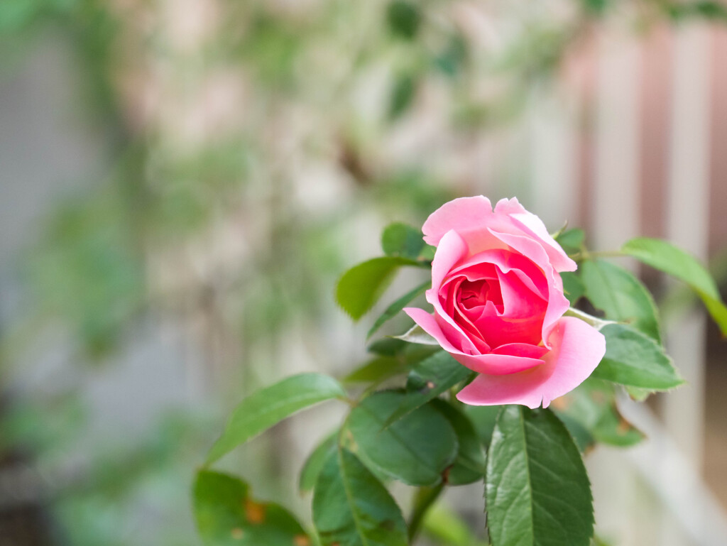 秋初め･･夏の終わりの薔薇一輪