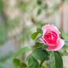 秋初め･･夏の終わりの薔薇一輪