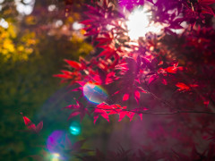 木漏れる光も秋の色・・