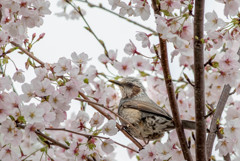 ヒヨも花見するのです・・（笑）