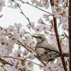 ヒヨも花見するのです・・（笑）